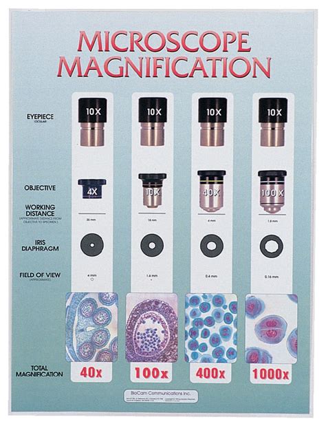 high magnification microscope